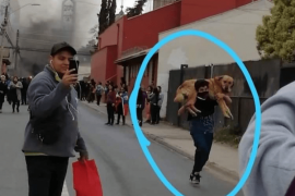 Homens carregam cães, para salvá-los de gás lacrimogênio no Chile